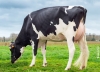 DOSE TAUREAU OMERICA - NFR2229184661 - 6694730