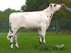 DOSE TAUREAU JUNO - NFR2231502063 - 5687802
