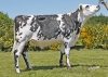 DOSE TAUREAU OUESSANT - NFR2231502383 - 5694938