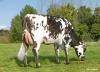 DOSE TAUREAU OUESSANT - NFR2231502383 - 5694938