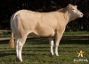 DOSE TAUREAU ARAMIS - NFR2231849207 - 7970015