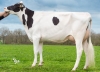 DOSE TAUREAU NITTLE - NFR2234097978 - 6691907