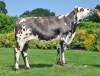 DOSE TAUREAU RIOBUENO - NFR2234473796 - 5696932