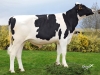 DOSE TAUREAU NOUXOR - NFR2234642980 - 6692255
