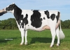 DOSE TAUREAU NOUXOR - NFR2234642980 - 6692255