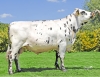 DOSE TAUREAU OPIUM - NFR2234643275 - 5694902