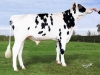DOSE TAUREAU NARBOR - NFR2234789437 - 6691909