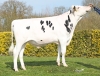 DOSE TAUREAU ROLIF - NFR2235672441 - 6697715