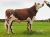 DOSE TAUREAU LETREGOR - NFR2236573010 - 5689513