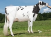 DOSE TAUREAU NEVERMIND - NFR2238143890 - 6691911