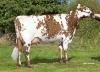 DOSE TAUREAU URUBU - NFR2238183852 - 56A2427