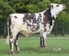 DOSE TAUREAU LAZEL - NFR2238414452 - 5689096