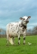 DOSE TAUREAU MANIZEL - NFR2238414538 - 5691344