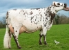 DOSE TAUREAU MANIZEL - NFR2238414538 - 5691344