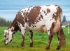 DOSE TAUREAU MANIZEL - NFR2238414538 - 5691344