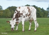 DOSE TAUREAU PIXEL - NFR2238414737 - 5695415
