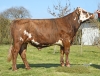 DOSE TAUREAU PERCEVAL - NFR2238786232 - 5696585