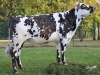 DOSE TAUREAU NEWGEN - NFR2239720196 - 5692905