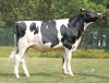 DOSE TAUREAU TIPS - NFR2239965376 - 66A0508