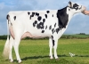 DOSE TAUREAU SOLIXOR - NFR2239995033 - 6698755