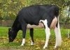 DOSE TAUREAU HEFALO ISY - NFR2245731885 - 6684102