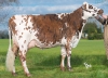 DOSE TAUREAU NACADAM - NFR2247743005 - 5692406