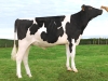 DOSE TAUREAU NICO - NFR2251393334 - 6692527