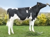 DOSE TAUREAU OXFORD - NFR2251393379 - 6692884