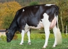 DOSE TAUREAU OXFORD - NFR2251393379 - 6692884