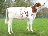 DOSE TAUREAU TONY RED - NFR2254903436 - 66A0281