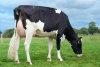 DOSE TAUREAU PLESLIN P - NFR2258173979 - 6695394