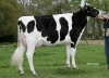 DOSE TAUREAU GALOSH ISY - NFR2258212809 - 6682067