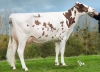 DOSE TAUREAU LETS RED - NFR2258833601 - 6689372
