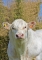 DOSE TAUREAU OBISPO PP - NFR2319103201 - 3895913