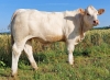 DOSE TAUREAU OBISPO PP - NFR2319103201 - 3895913