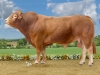 DOSE SEXEE FEM 90 TAUREAU POUMBA - XFR2320119311 - 3497664