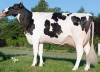 DOSE TAUREAU PERIGORD P - NFR2405865894 - 6696163