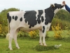 DOSE TAUREAU LUCHINI - NFR2601215010 - 6689046