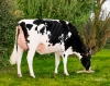DOSE TAUREAU VICTORIAN - NFR2912558423 - 66A3538