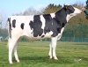 DOSE TAUREAU PERIVIS - NFR2920196429 - 6696271