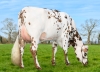 DOSE TAUREAU ROCKNROLL - NFR2922319020 - 5696933