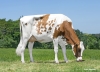 DOSE TAUREAU OLWEN - NFR2924469279 - 1994019