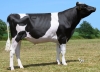 DOSE TAUREAU UNOTESS - NFR2927753793 - 66A2866