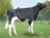 DOSE TAUREAU TIAMOR - NFR2929163914 - 66A1226