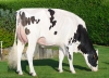 DOSE TAUREAU TIAMOR - NFR2929163914 - 66A1226