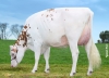 DOSE TAUREAU VALEJO RED - NFR2929586930 - 66A3888