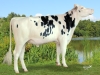 DOSE TAUREAU INCREDIBLE - NFR2931125805 - 6685280