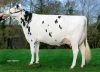 DOSE TAUREAU INCREDIBLE - NFR2931125805 - 6685280