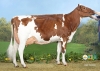 DOSE TAUREAU MINGER P - NFR2931360598 - 1990986