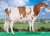 DOSE TAUREAU MINGER P - NFR2931360598 - 1990986